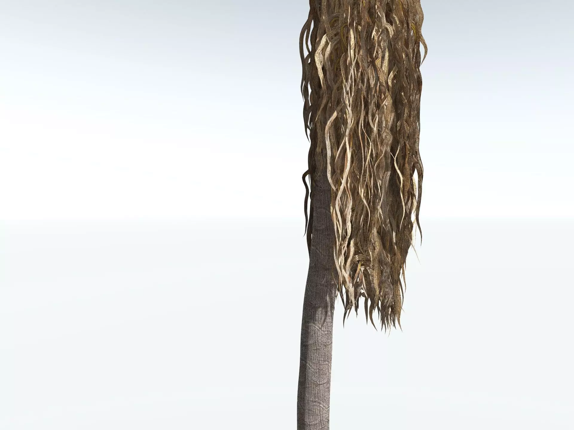 EVERYPlant Coconut Palm 3D model_19