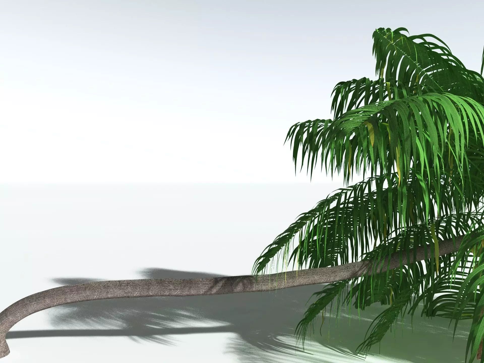EVERYPlant Coconut Palm 3D model_35