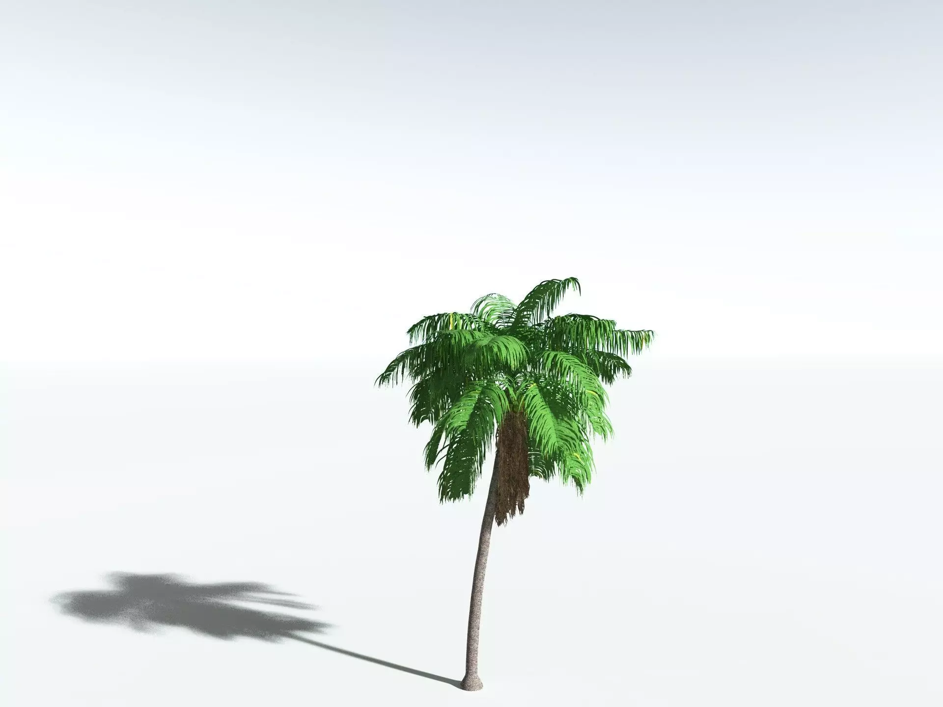EVERYPlant Coconut Palm 3D model_22