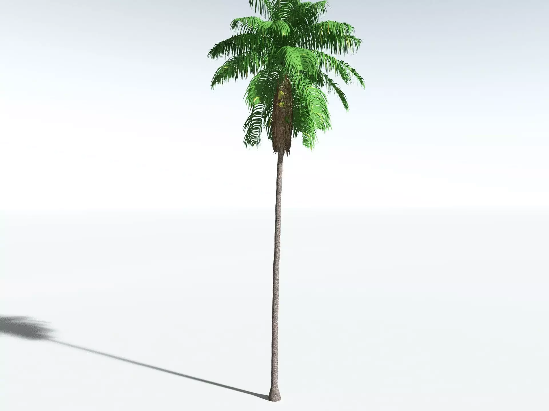 EVERYPlant Coconut Palm 3D model_20