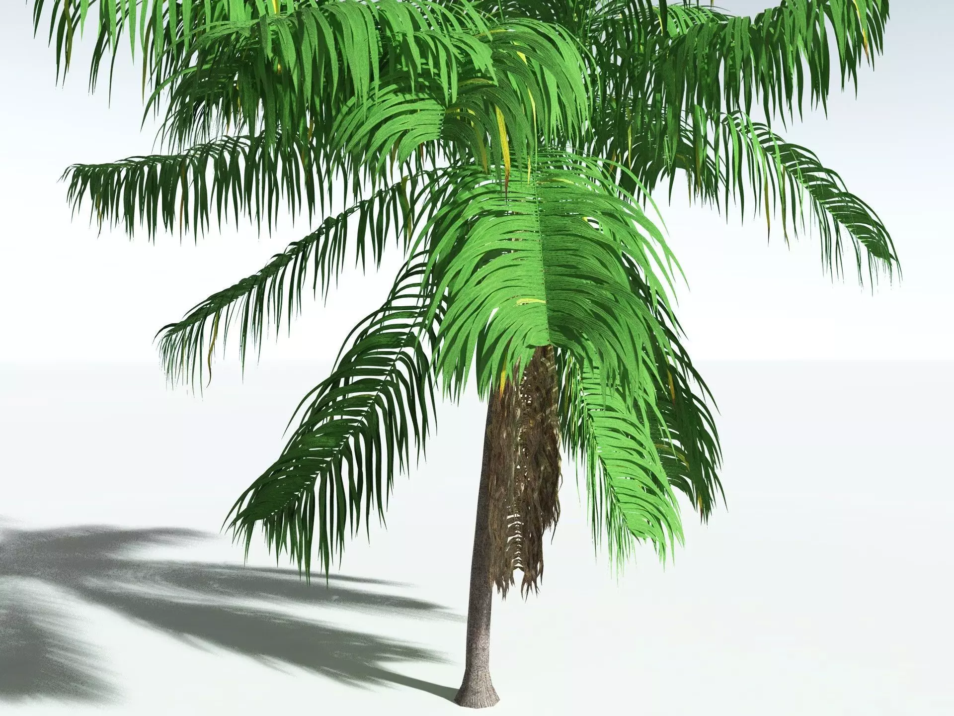 EVERYPlant Coconut Palm 3D model_25
