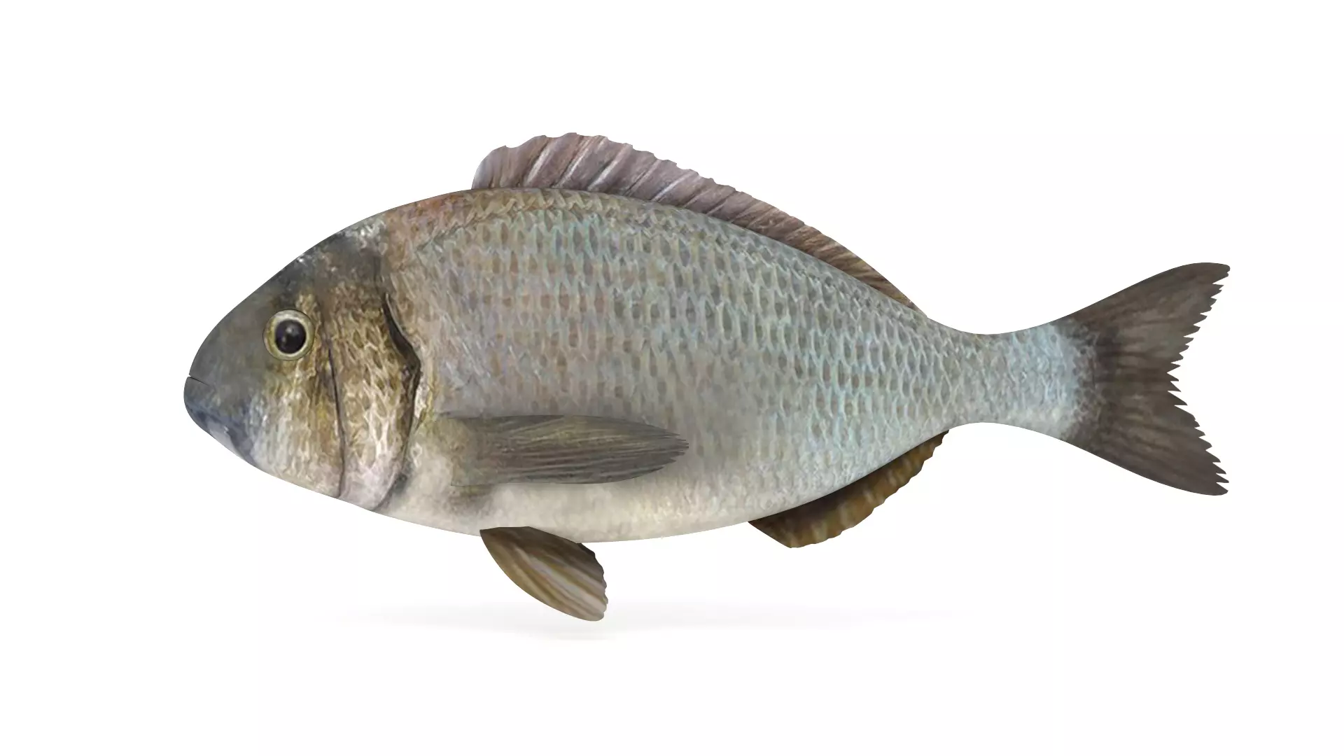 Bream Fish 3D model
