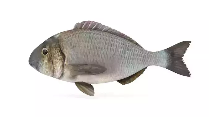Bream Fish