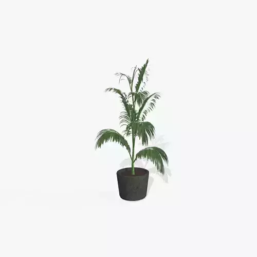 Indoor Plant 02