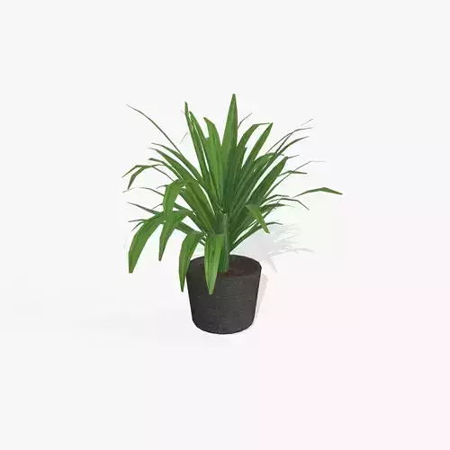 Indoor Plant 03