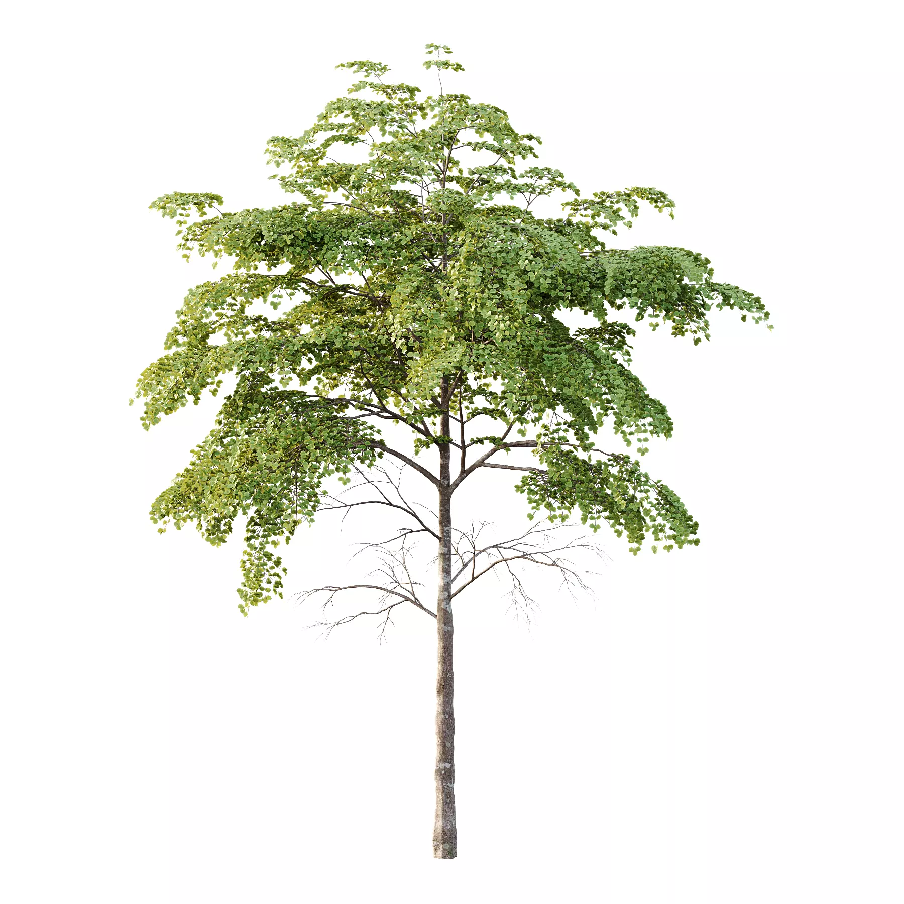 Different Trees 22 3D model_1