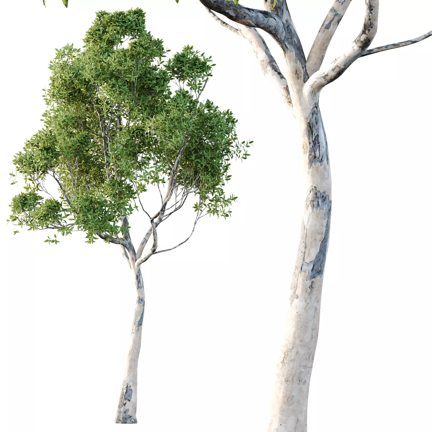 Different Trees 22 3D model_2