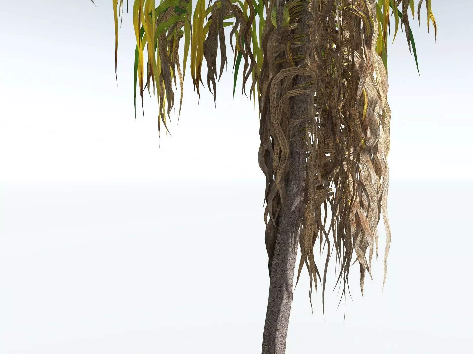 EVERYPlant Coconut Palm LowPoly Low-poly 3D model_17