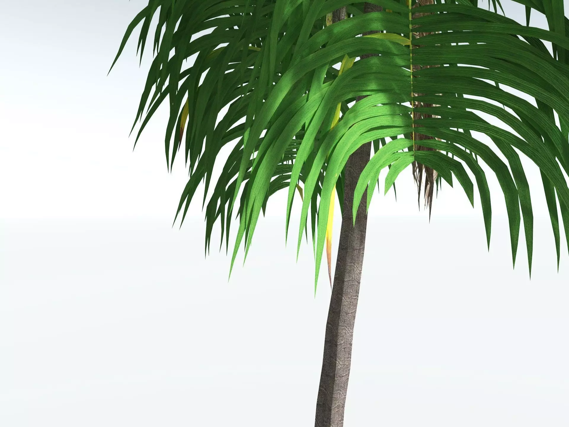 EVERYPlant Coconut Palm LowPoly Low-poly 3D model_7