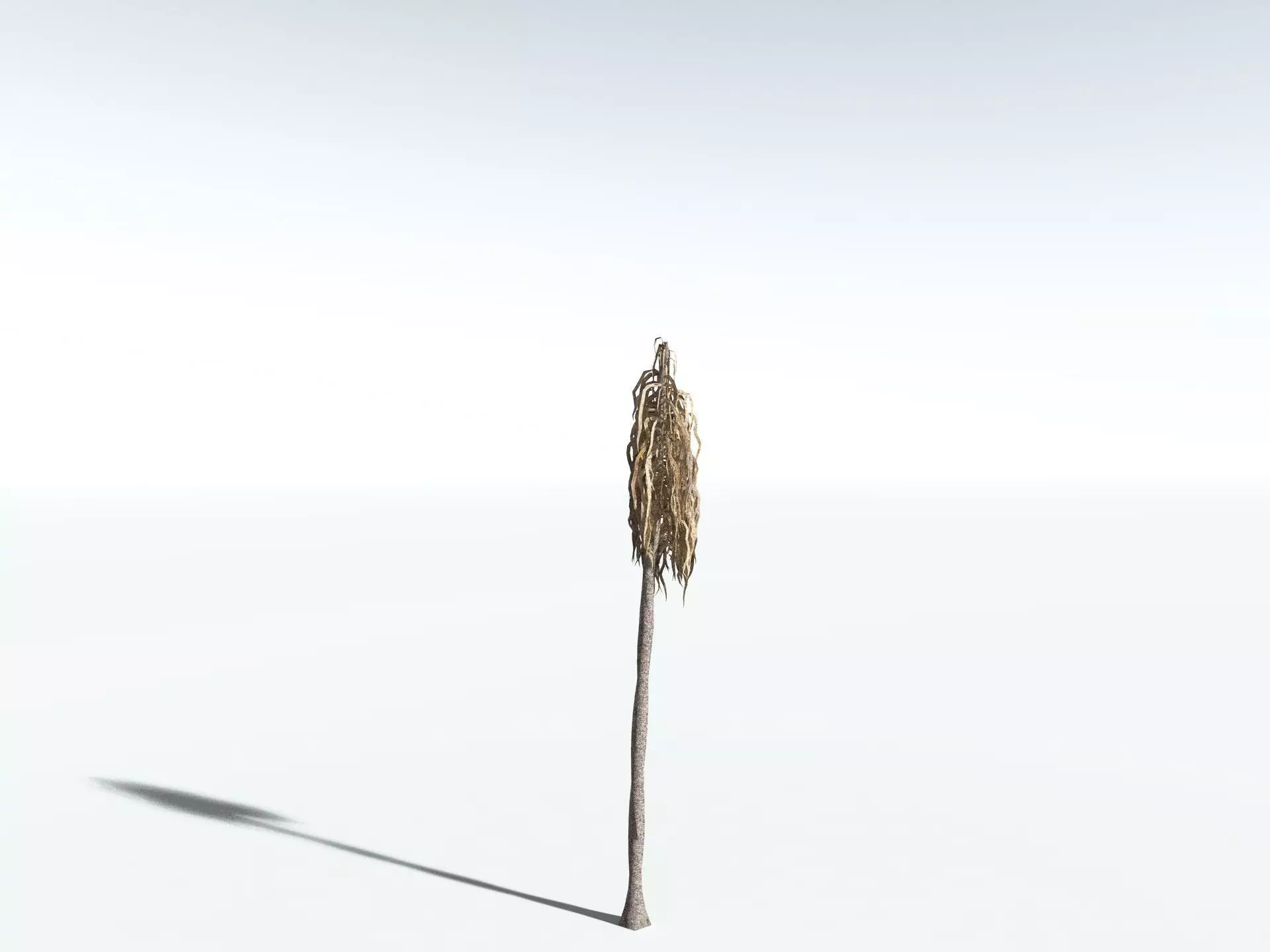 EVERYPlant Coconut Palm LowPoly Low-poly 3D model_18