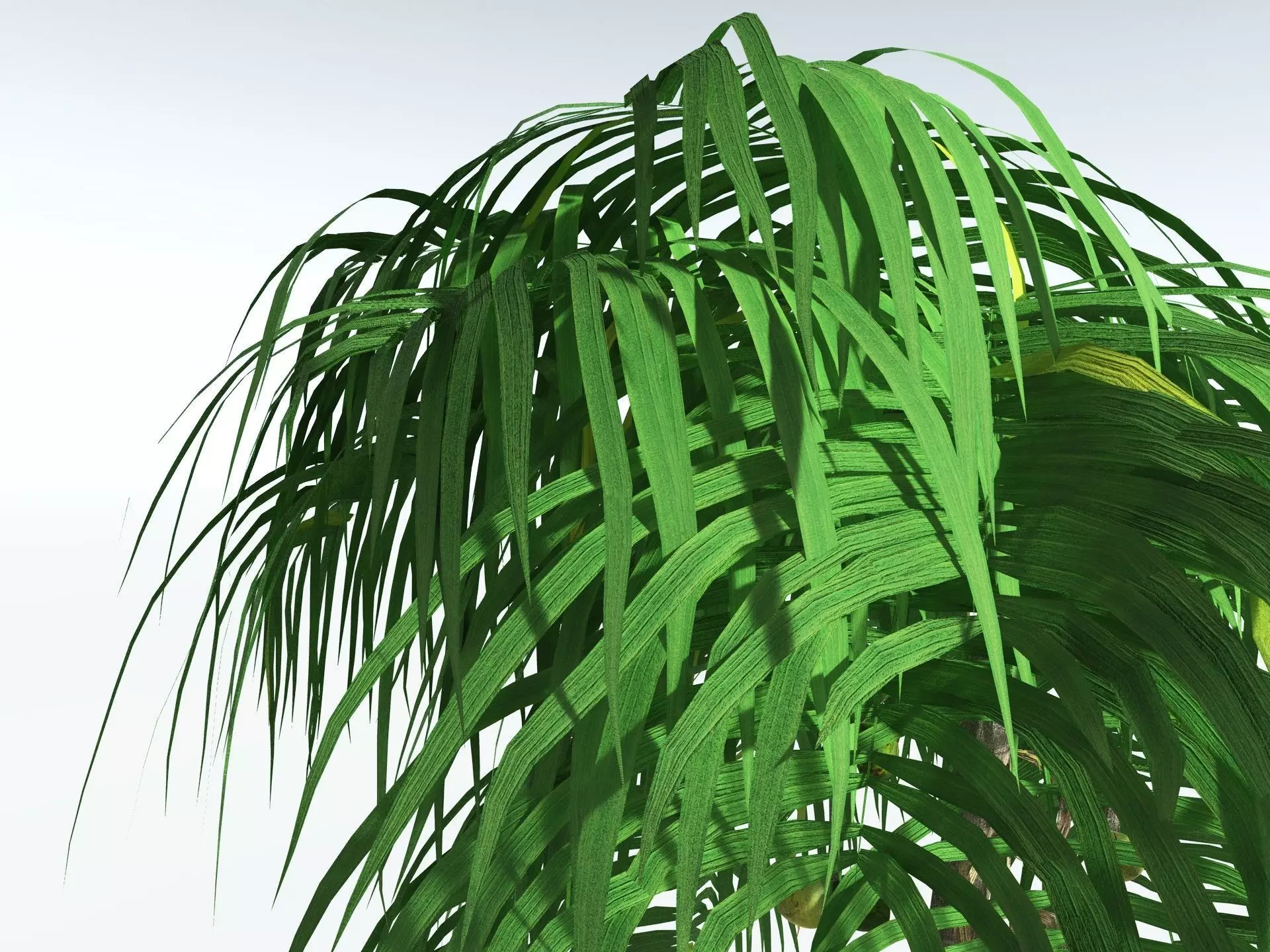 EVERYPlant Coconut Palm LowPoly Low-poly 3D model_5