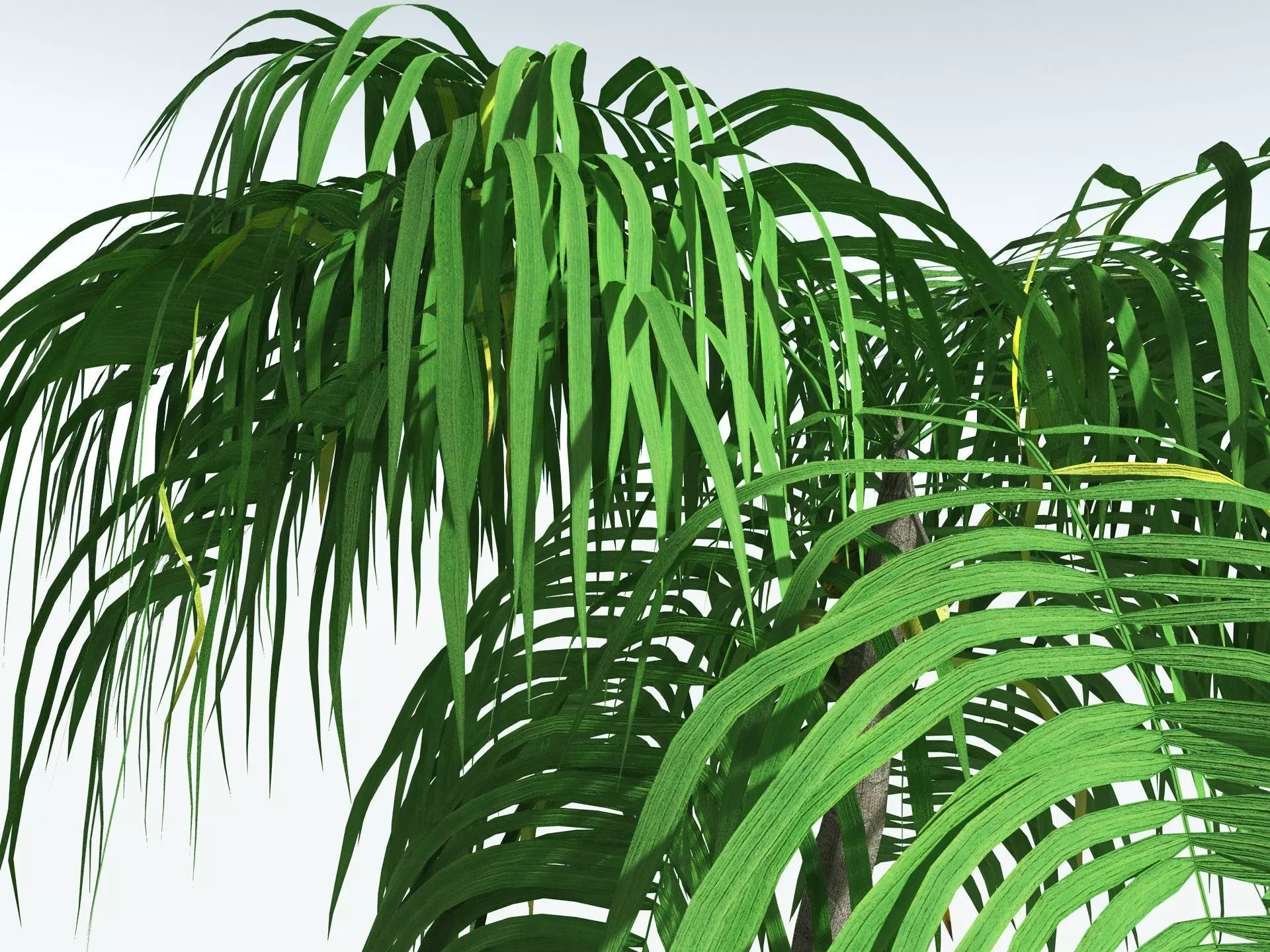 EVERYPlant Coconut Palm LowPoly Low-poly 3D model_23