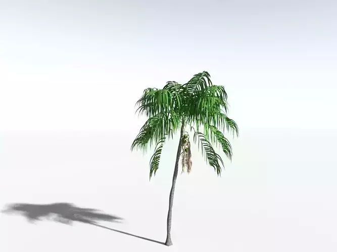 EVERYPlant Coconut Palm LowPoly
