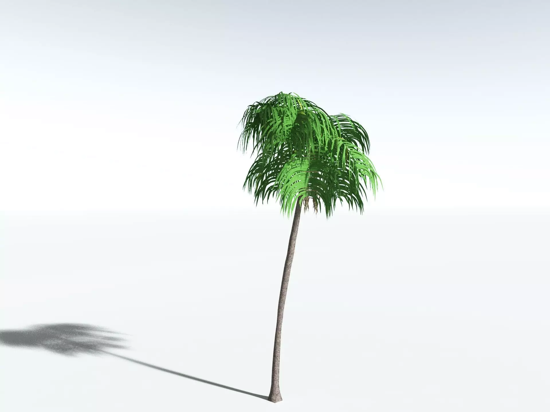 EVERYPlant Coconut Palm LowPoly Low-poly 3D model_4