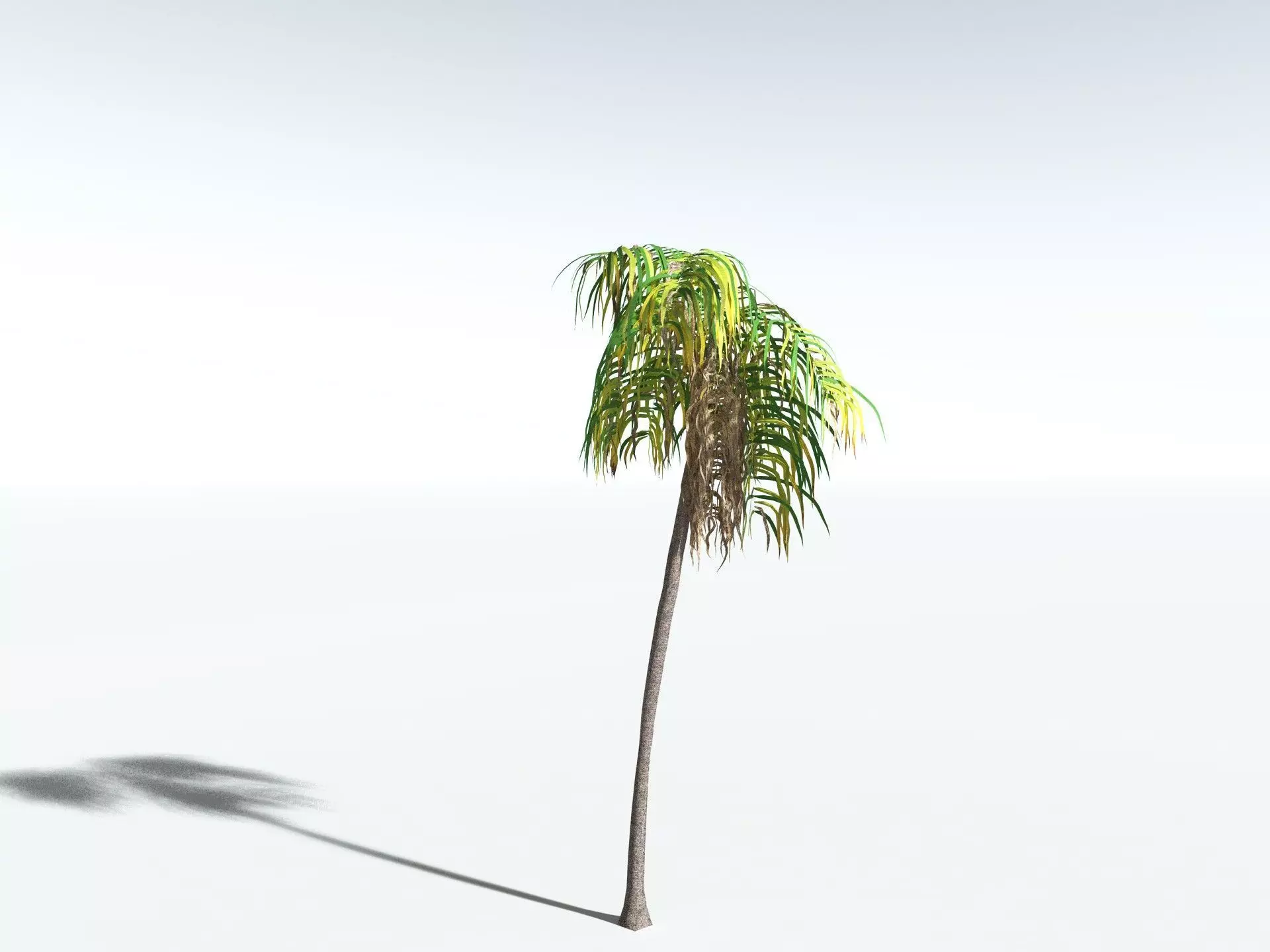 EVERYPlant Coconut Palm LowPoly Low-poly 3D model_14