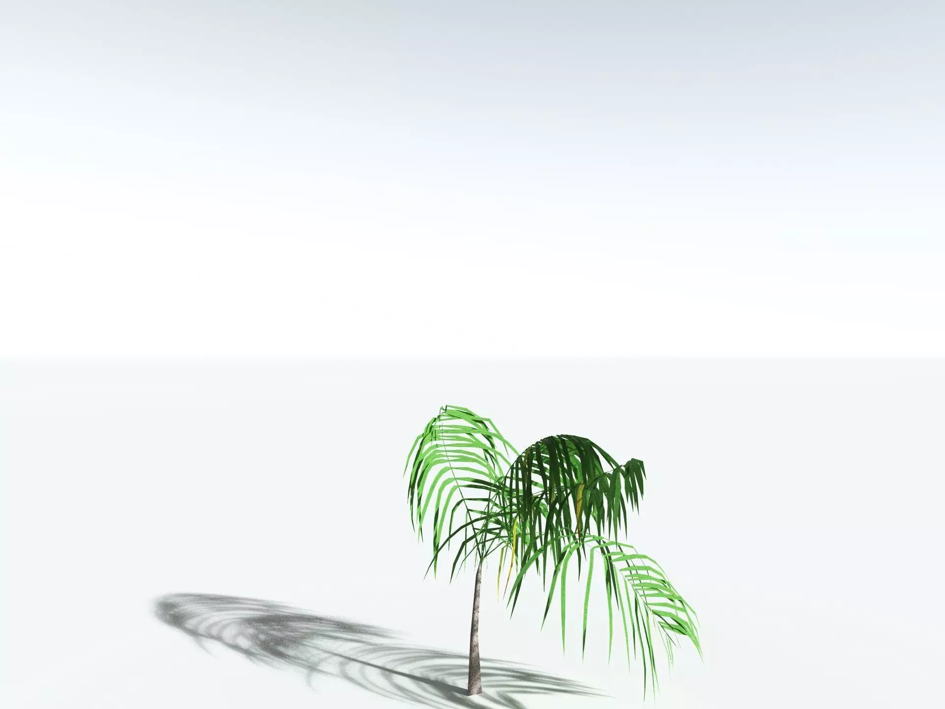 EVERYPlant Coconut Palm LowPoly Low-poly 3D model_27