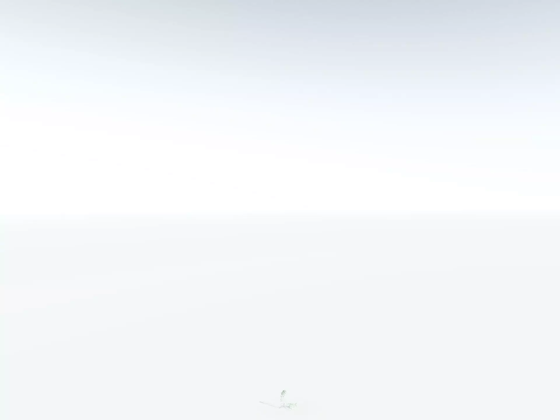 EVERYPlant Coconut Palm LowPoly Low-poly 3D model_30