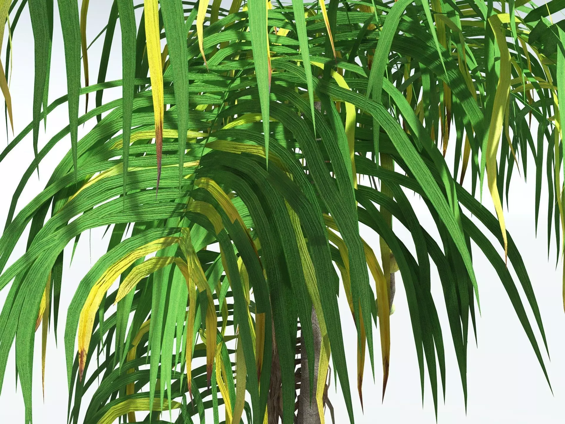 EVERYPlant Coconut Palm LowPoly Low-poly 3D model_13