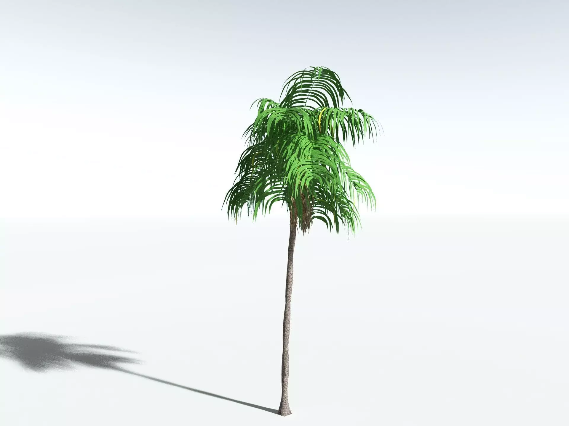 EVERYPlant Coconut Palm LowPoly Low-poly 3D model_8
