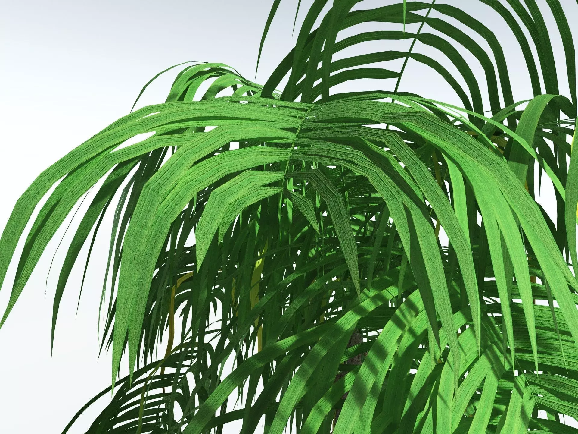EVERYPlant Coconut Palm LowPoly Low-poly 3D model_9