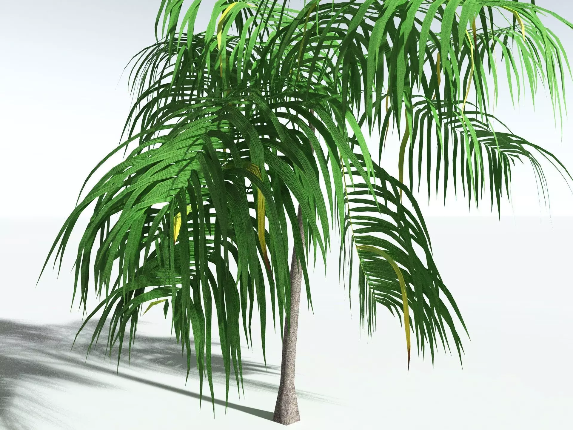 EVERYPlant Coconut Palm LowPoly Low-poly 3D model_25