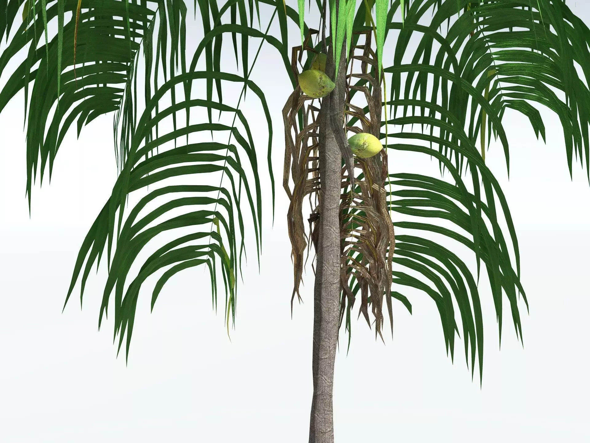 EVERYPlant Coconut Palm LowPoly Low-poly 3D model_21