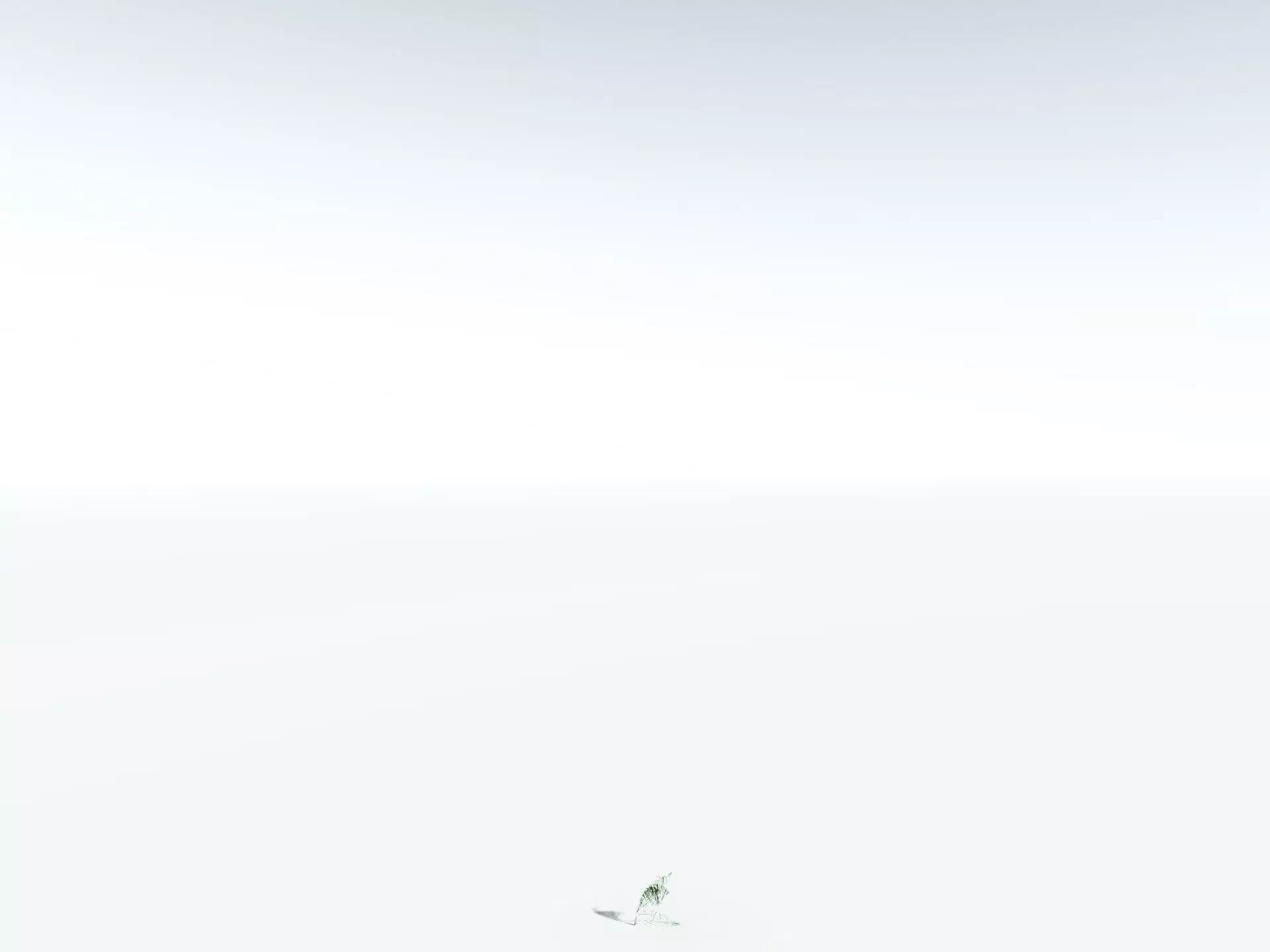 EVERYPlant Coconut Palm LowPoly Low-poly 3D model_28