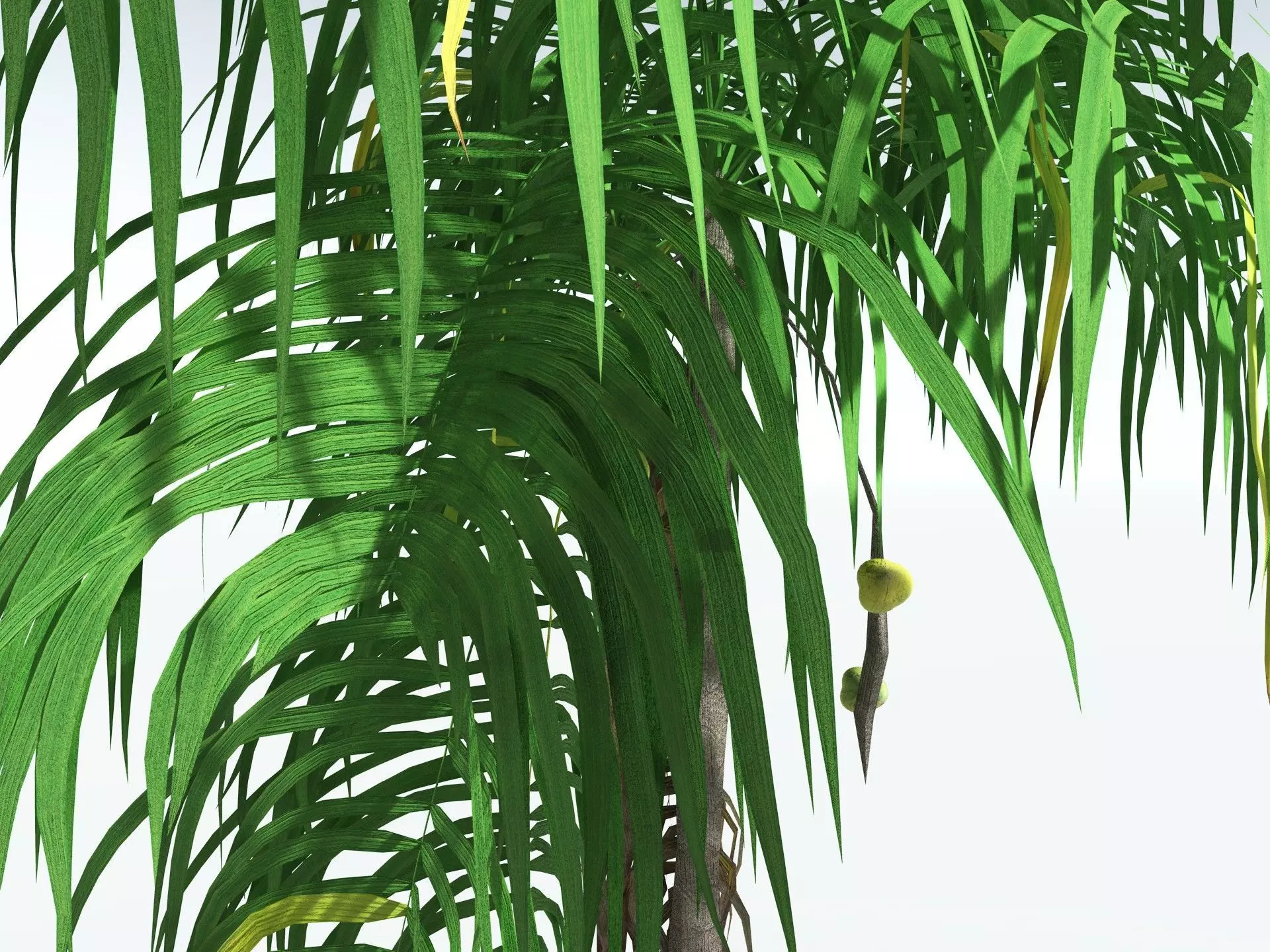 EVERYPlant Coconut Palm LowPoly Low-poly 3D model_3