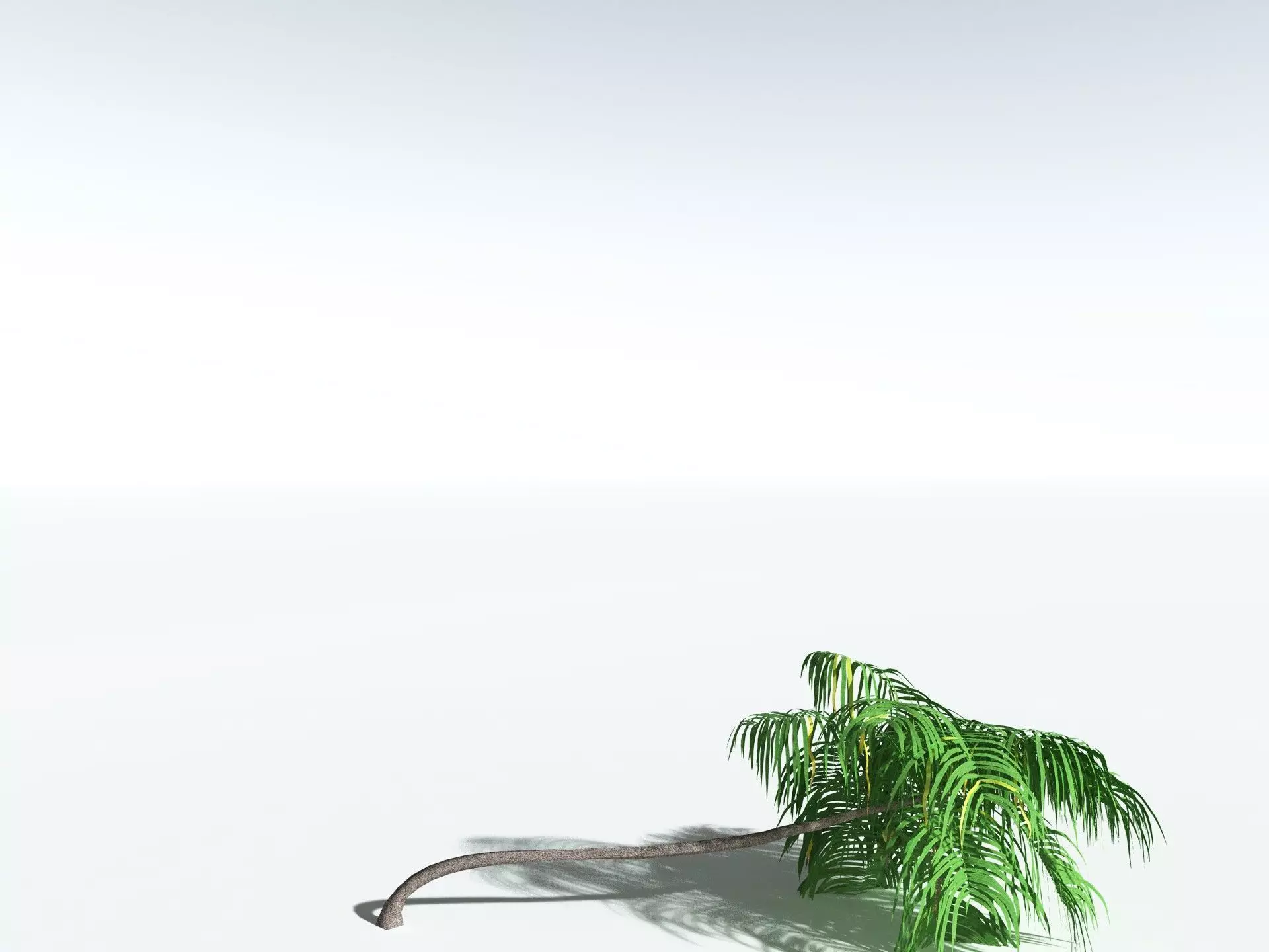 EVERYPlant Coconut Palm LowPoly Low-poly 3D model_34