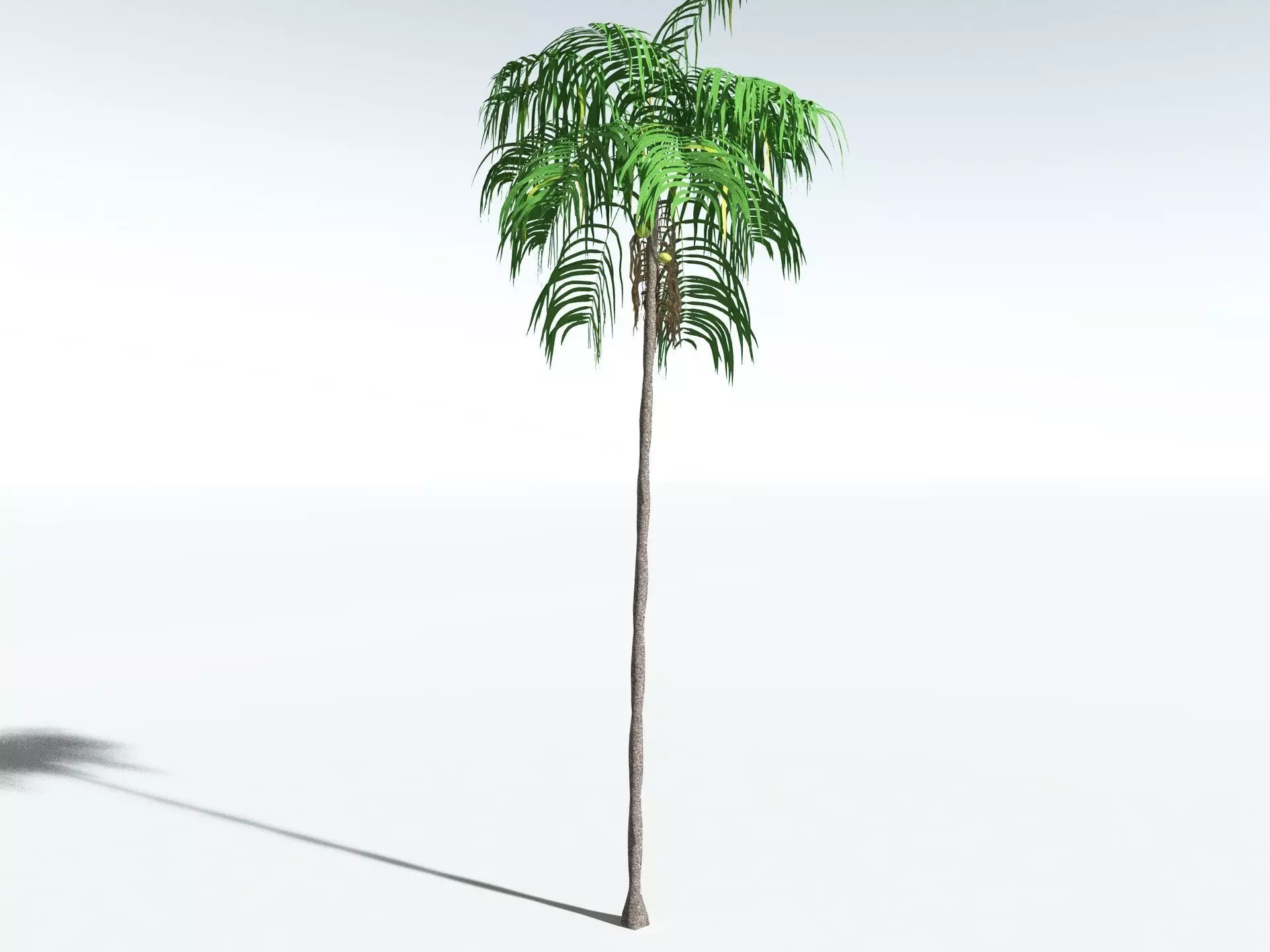 EVERYPlant Coconut Palm LowPoly Low-poly 3D model_20
