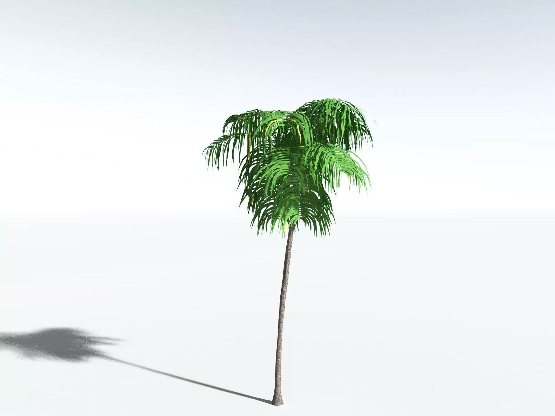 EVERYPlant Coconut Palm LowPoly Low-poly 3D model_6