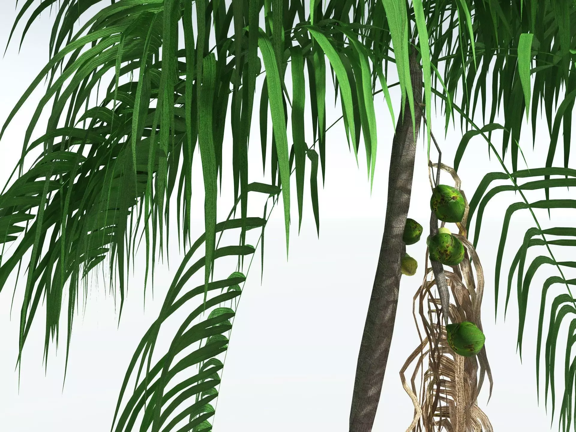 EVERYPlant Coconut Palm LowPoly Low-poly 3D model_11