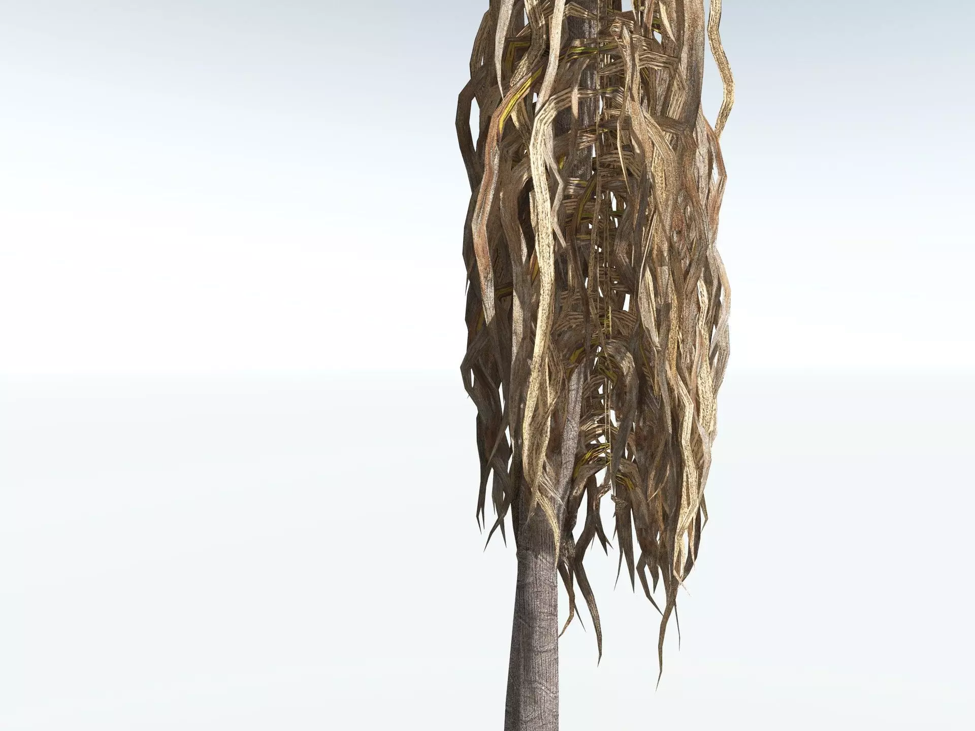 EVERYPlant Coconut Palm LowPoly Low-poly 3D model_19