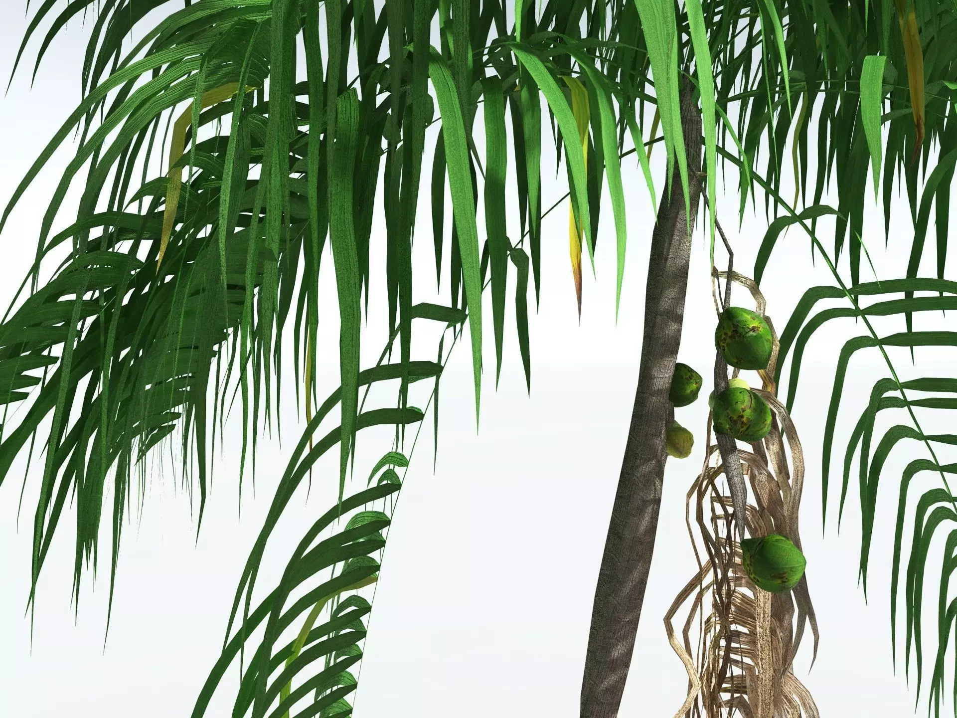 EVERYPlant Coconut Palm LowPoly Low-poly 3D model_1