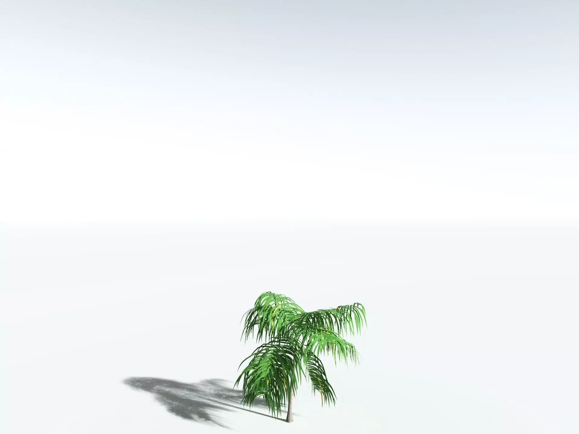 EVERYPlant Coconut Palm LowPoly Low-poly 3D model_24
