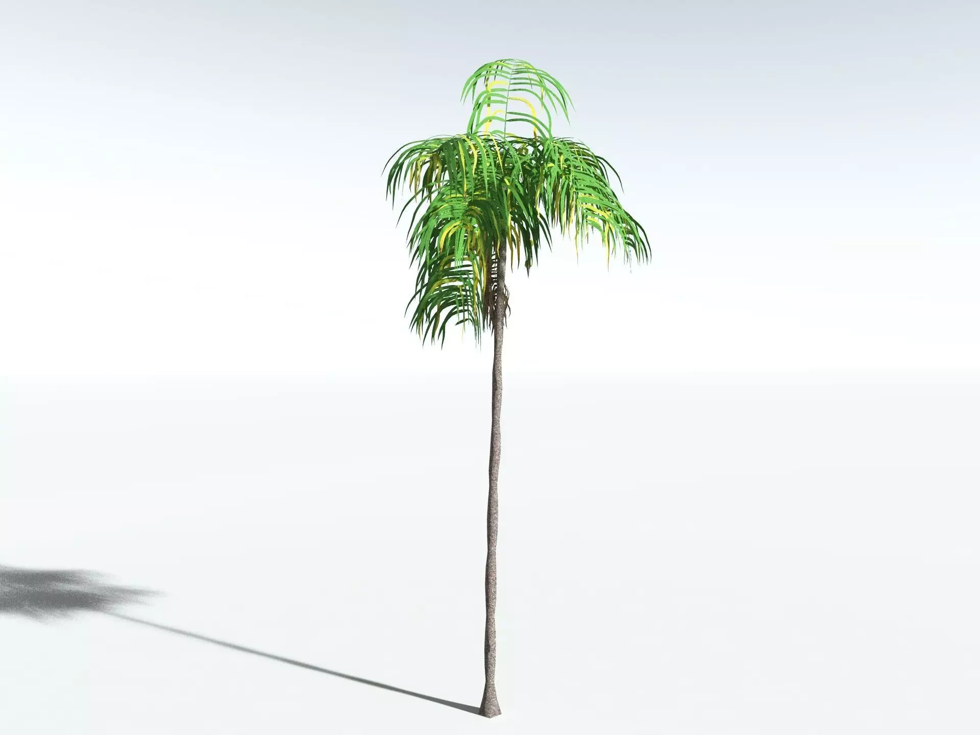 EVERYPlant Coconut Palm LowPoly Low-poly 3D model_12
