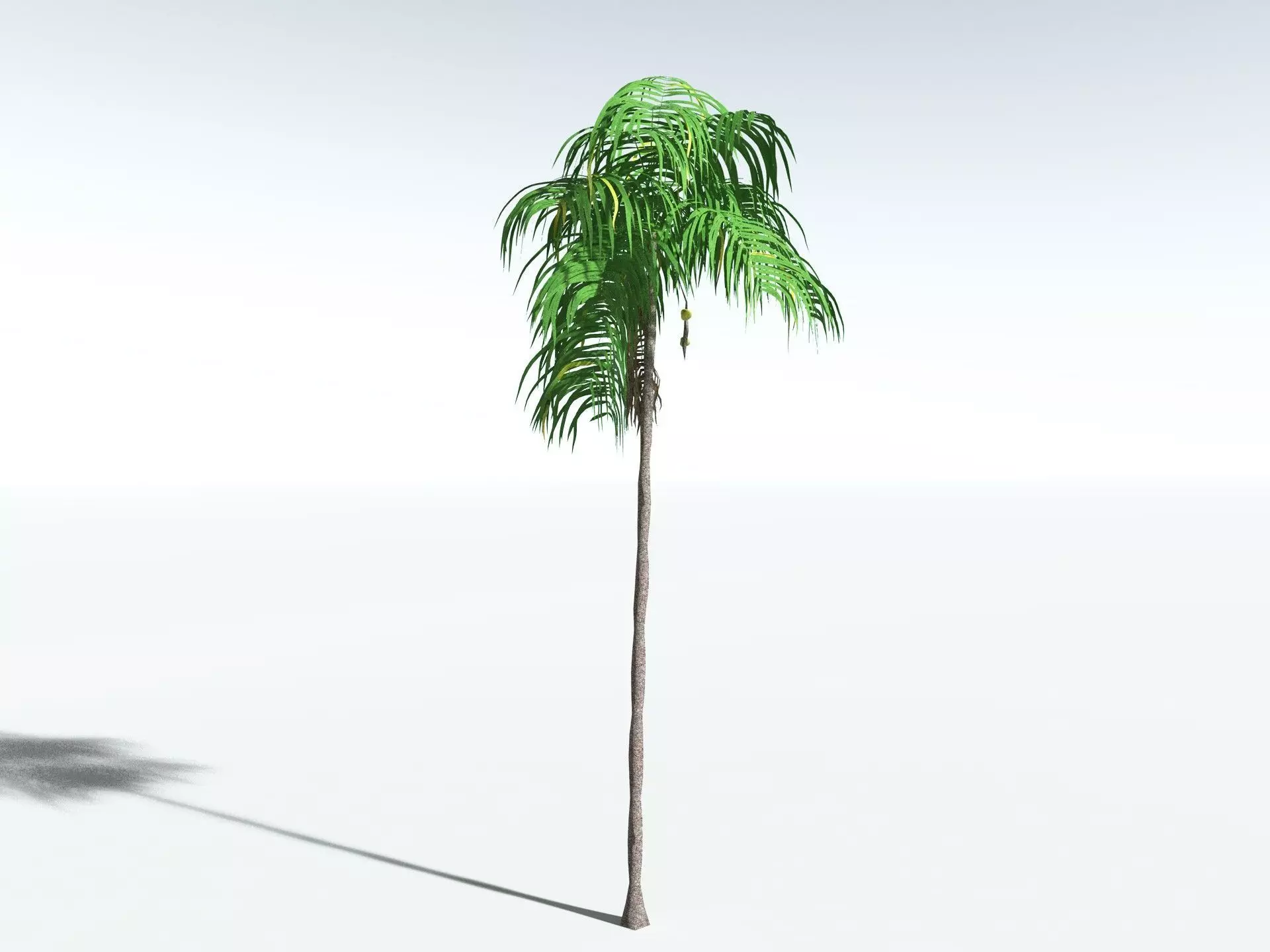EVERYPlant Coconut Palm LowPoly Low-poly 3D model_2