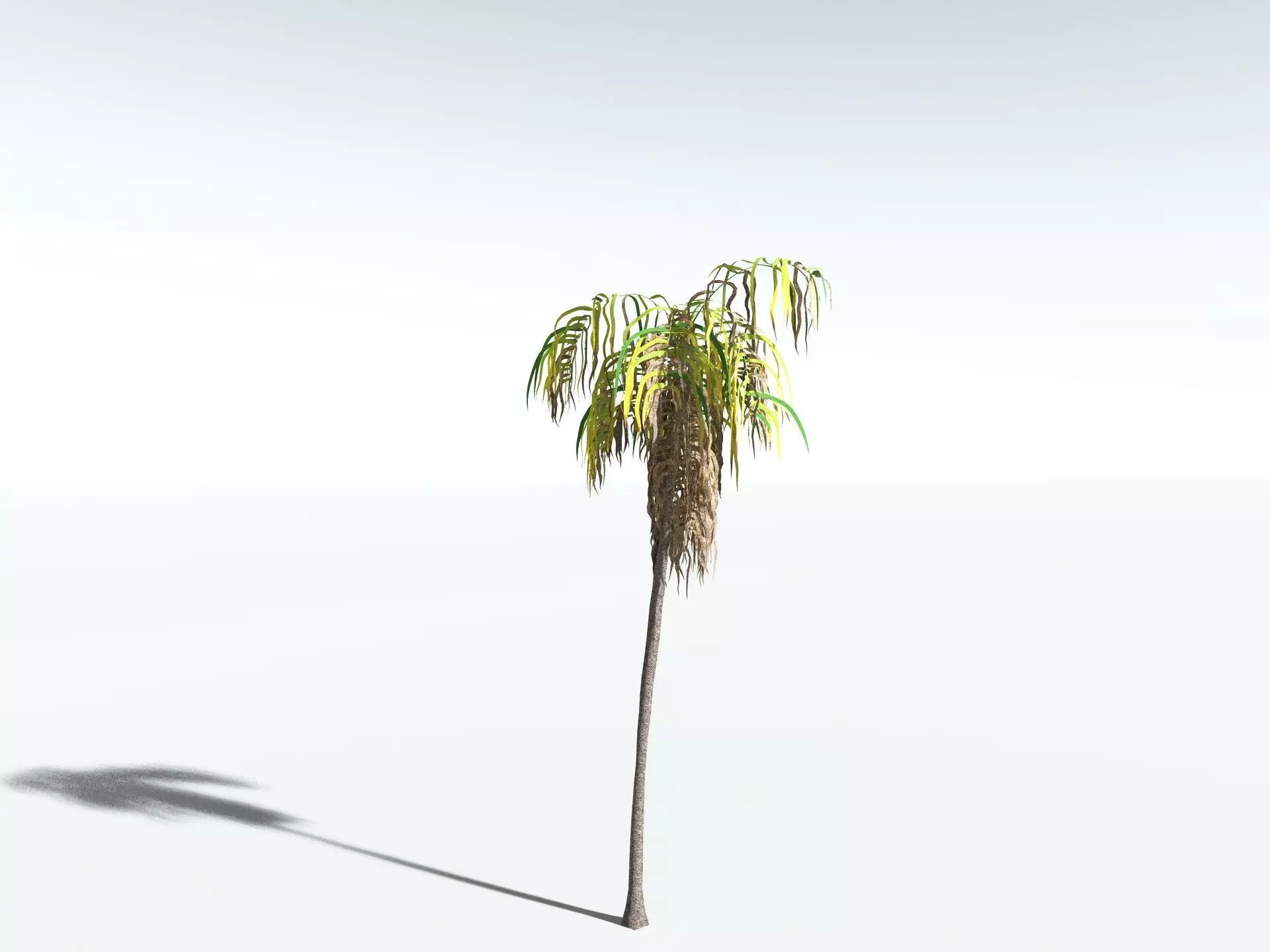 EVERYPlant Coconut Palm LowPoly Low-poly 3D model_16