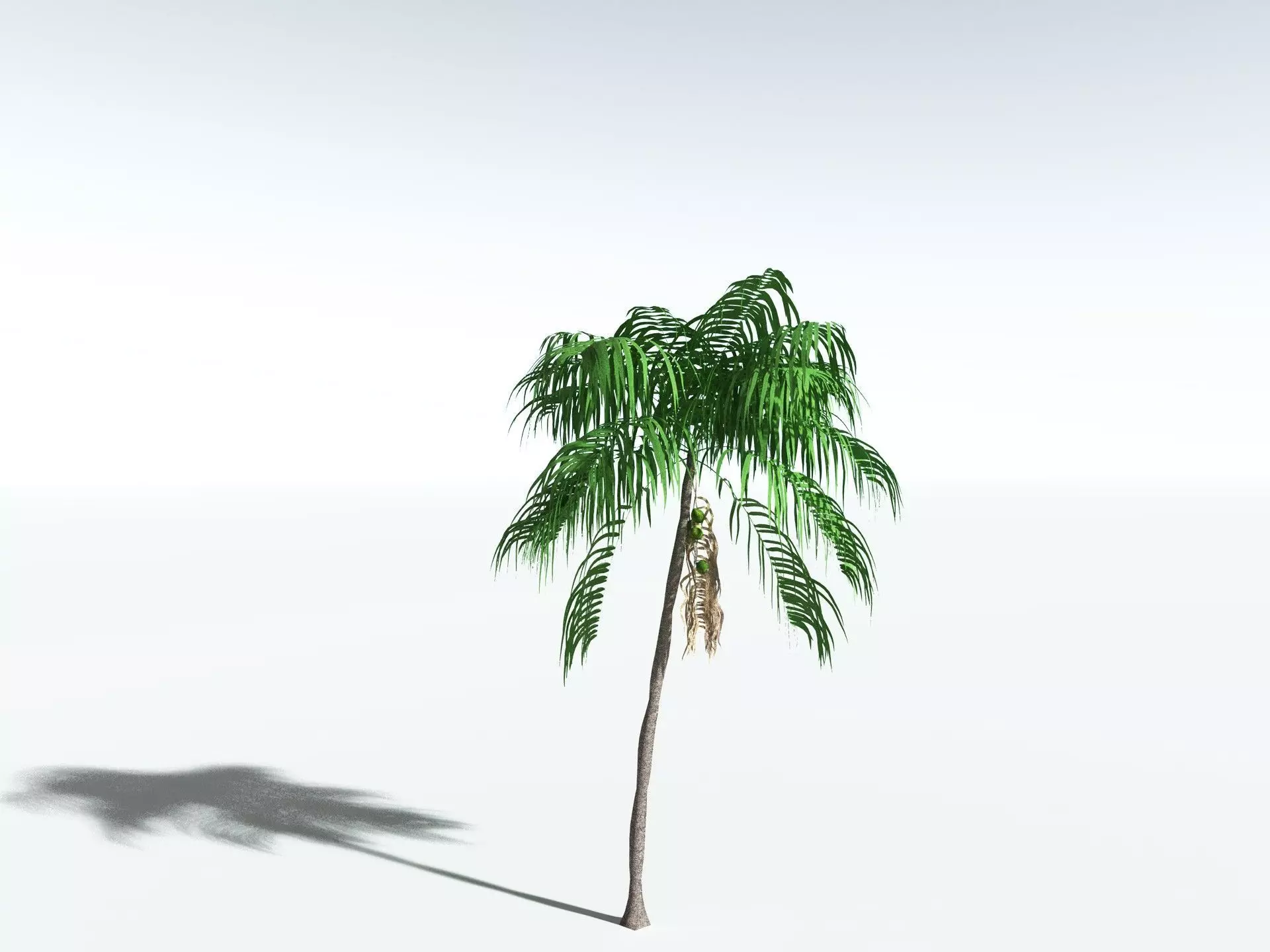 EVERYPlant Coconut Palm LowPoly Low-poly 3D model_10