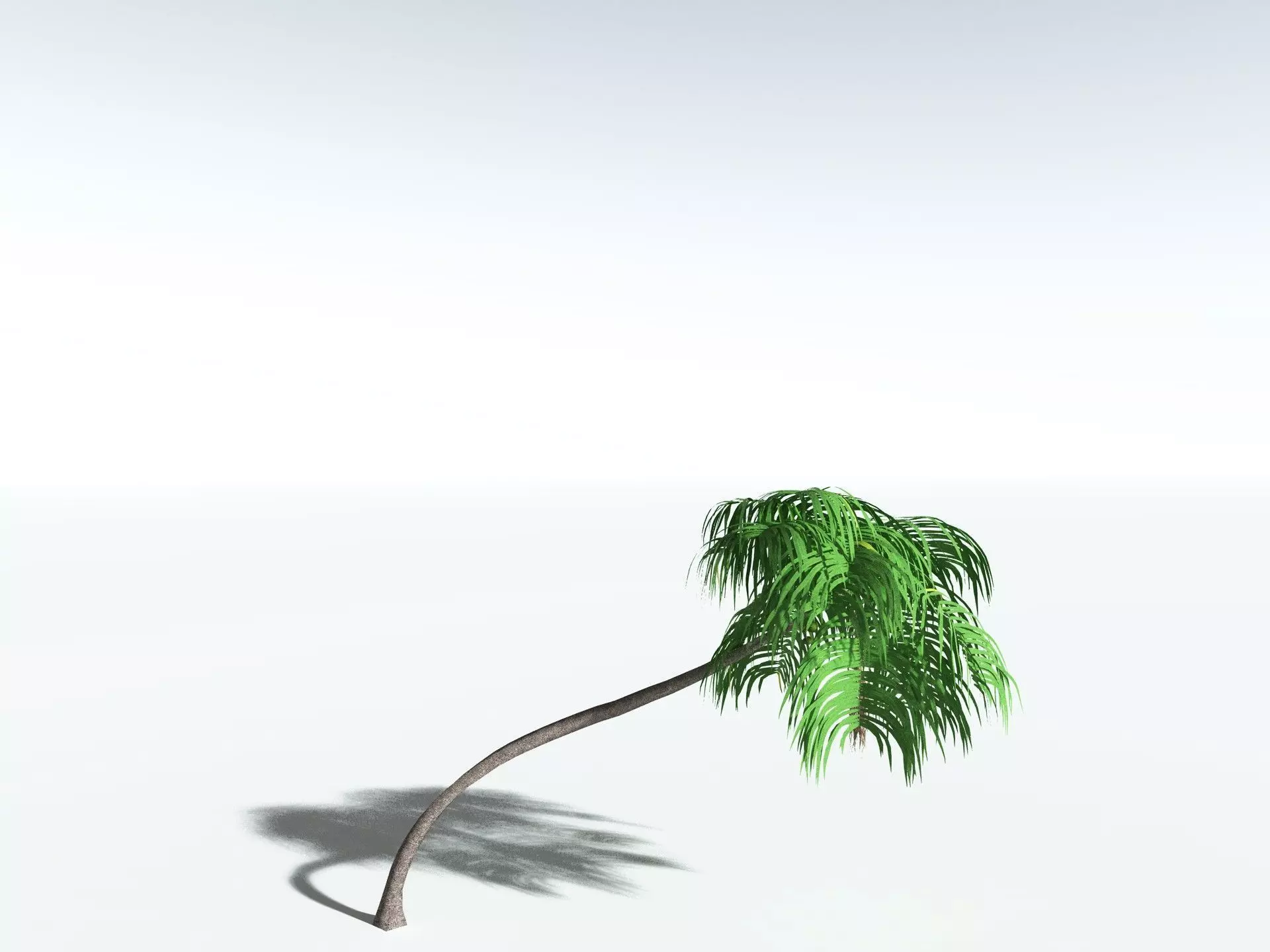 EVERYPlant Coconut Palm LowPoly Low-poly 3D model_32