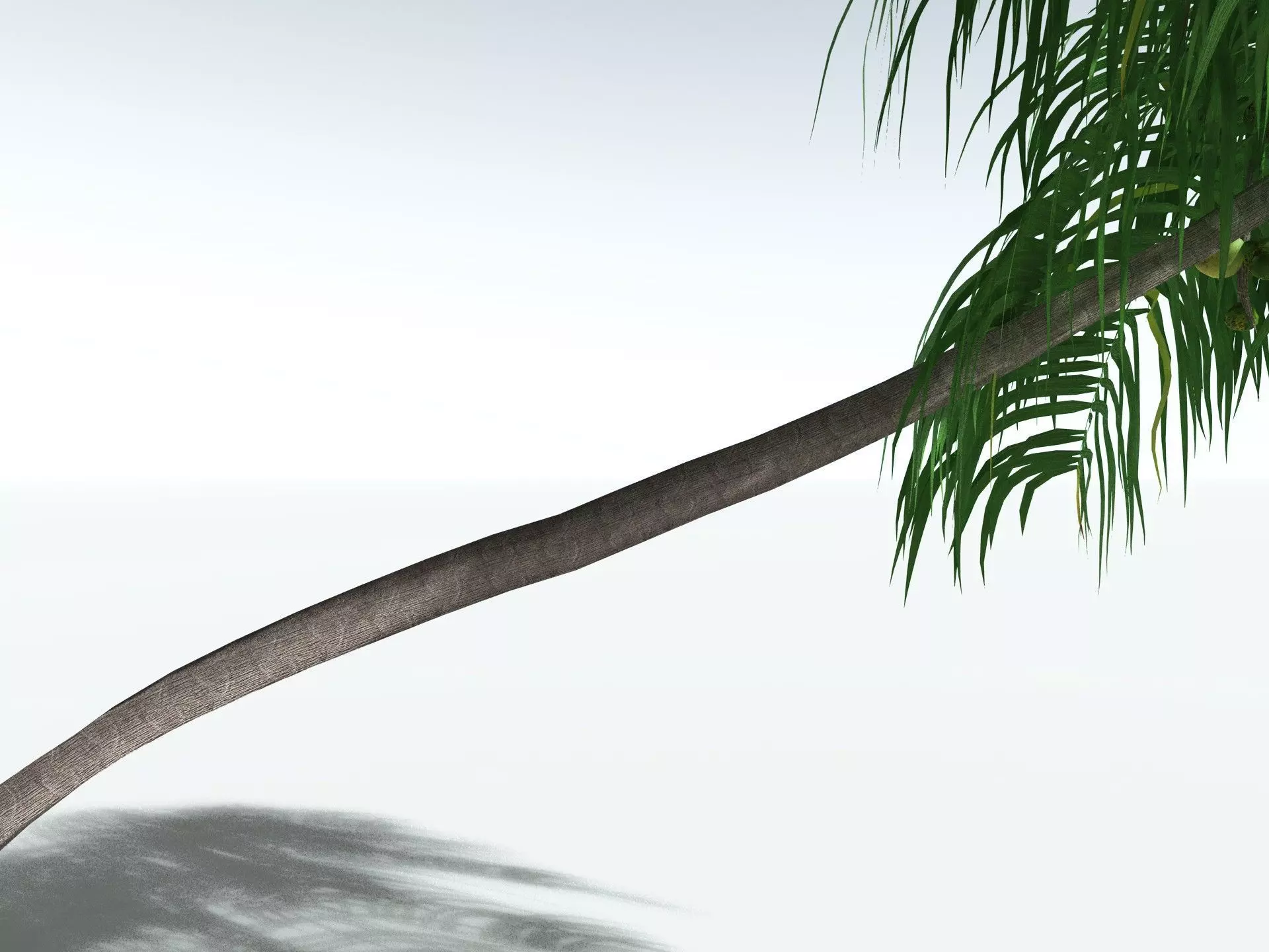EVERYPlant Coconut Palm LowPoly Low-poly 3D model_33