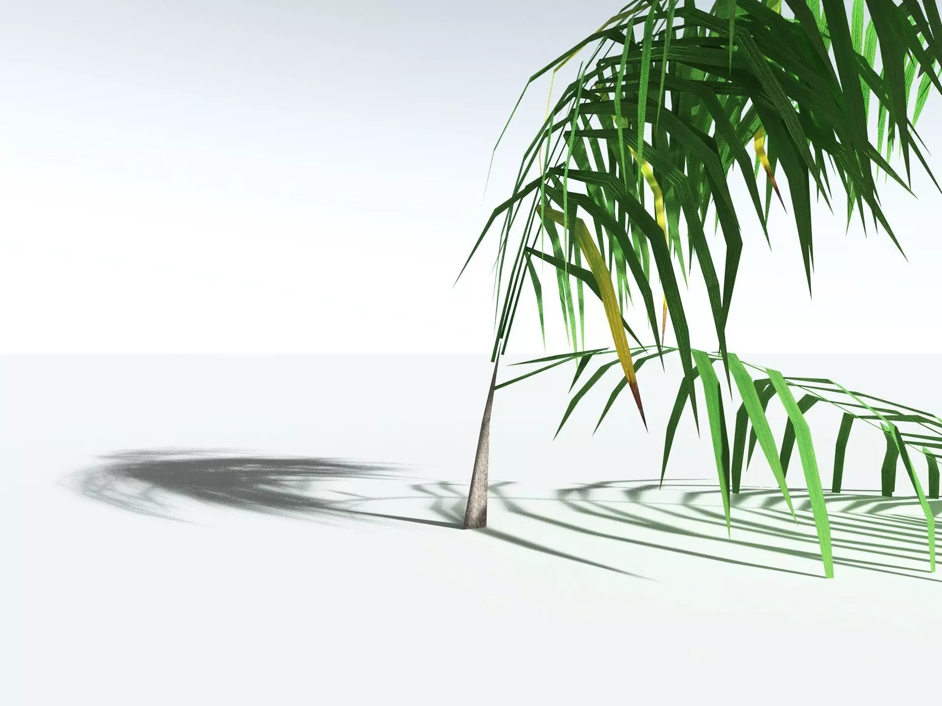 EVERYPlant Coconut Palm LowPoly Low-poly 3D model_29