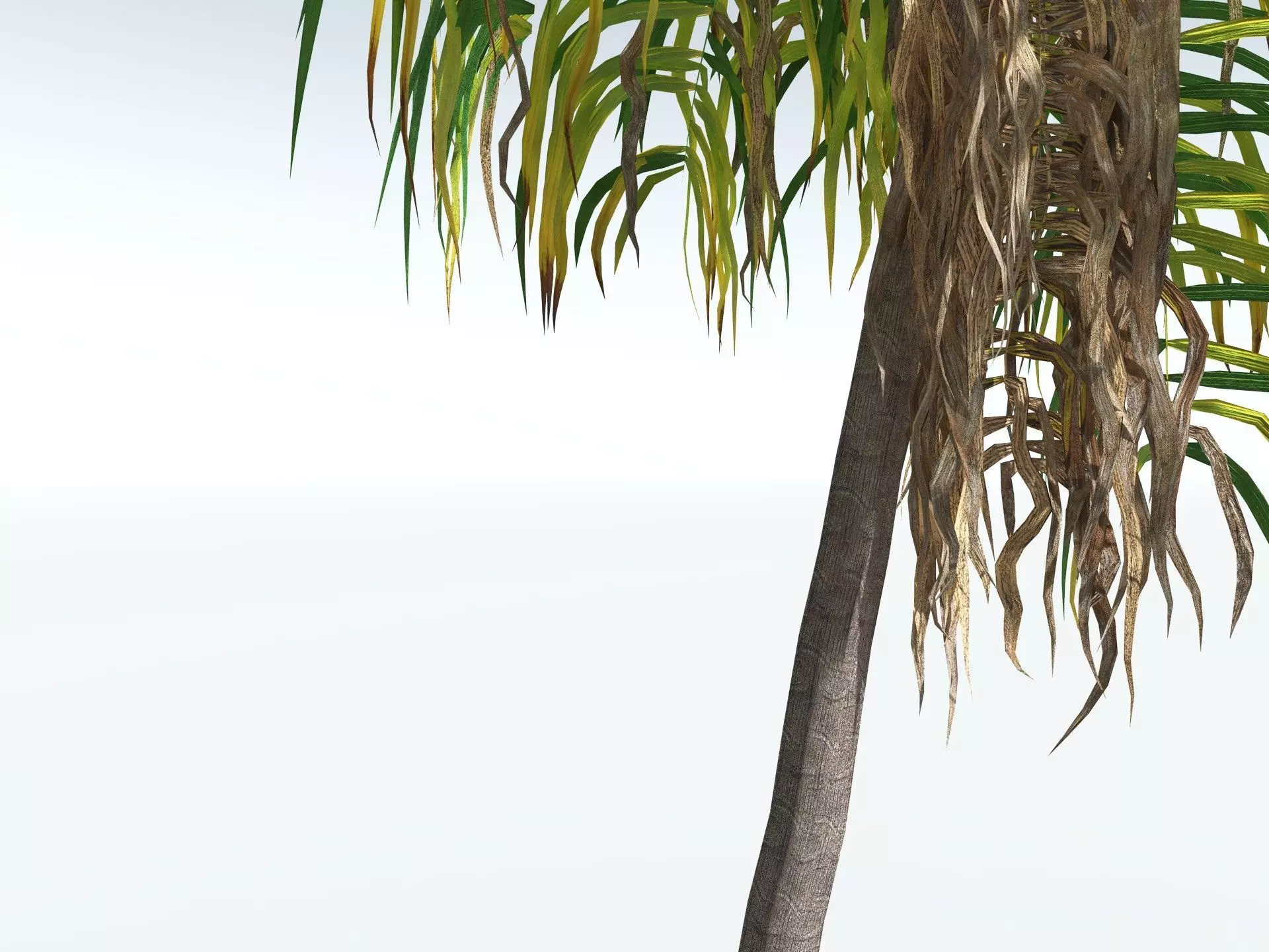 EVERYPlant Coconut Palm LowPoly Low-poly 3D model_15