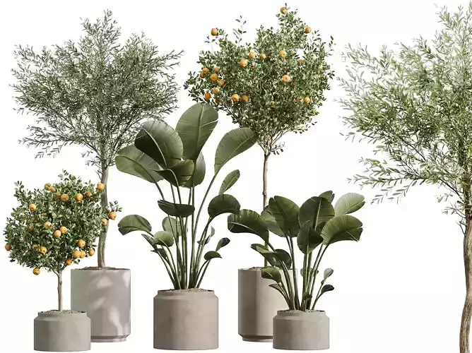 AV Indoor Plants Set 297 Orange and Banana and Olive