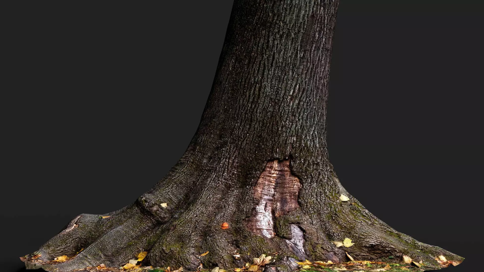 tree bark wide trunk part PBR photogrammetry Low-poly 3D model_1