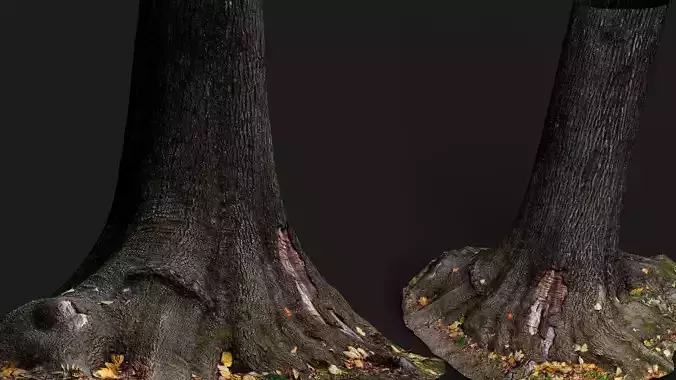 tree bark wide trunk part PBR photogrammetry