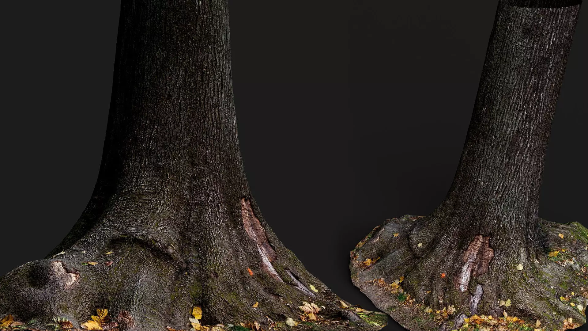 tree bark wide trunk part PBR photogrammetry Low-poly 3D model_0