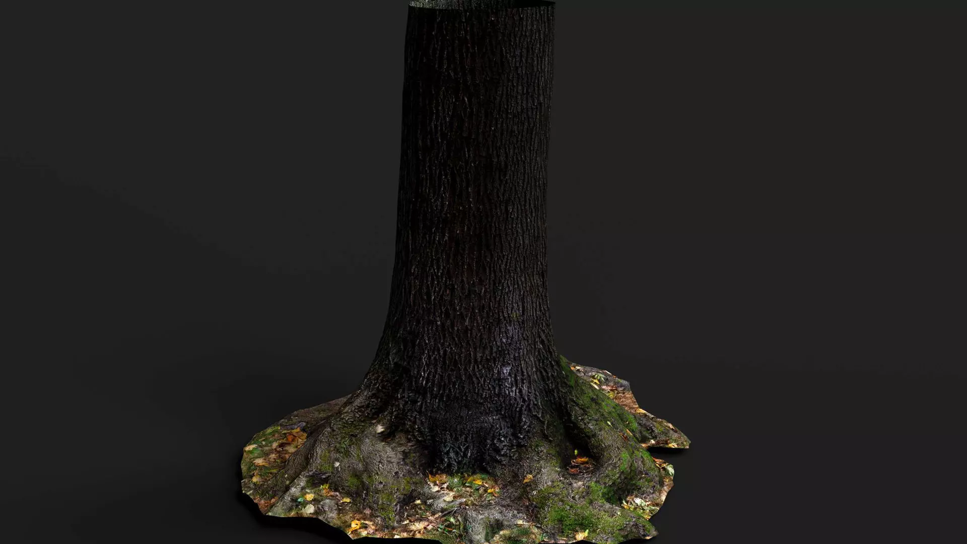 tree bark wide trunk part PBR photogrammetry Low-poly 3D model_5