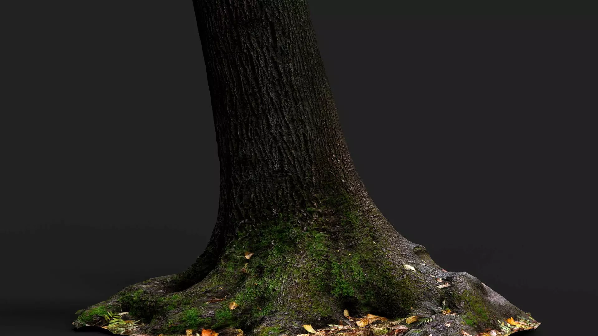 tree bark wide trunk part PBR photogrammetry Low-poly 3D model_2