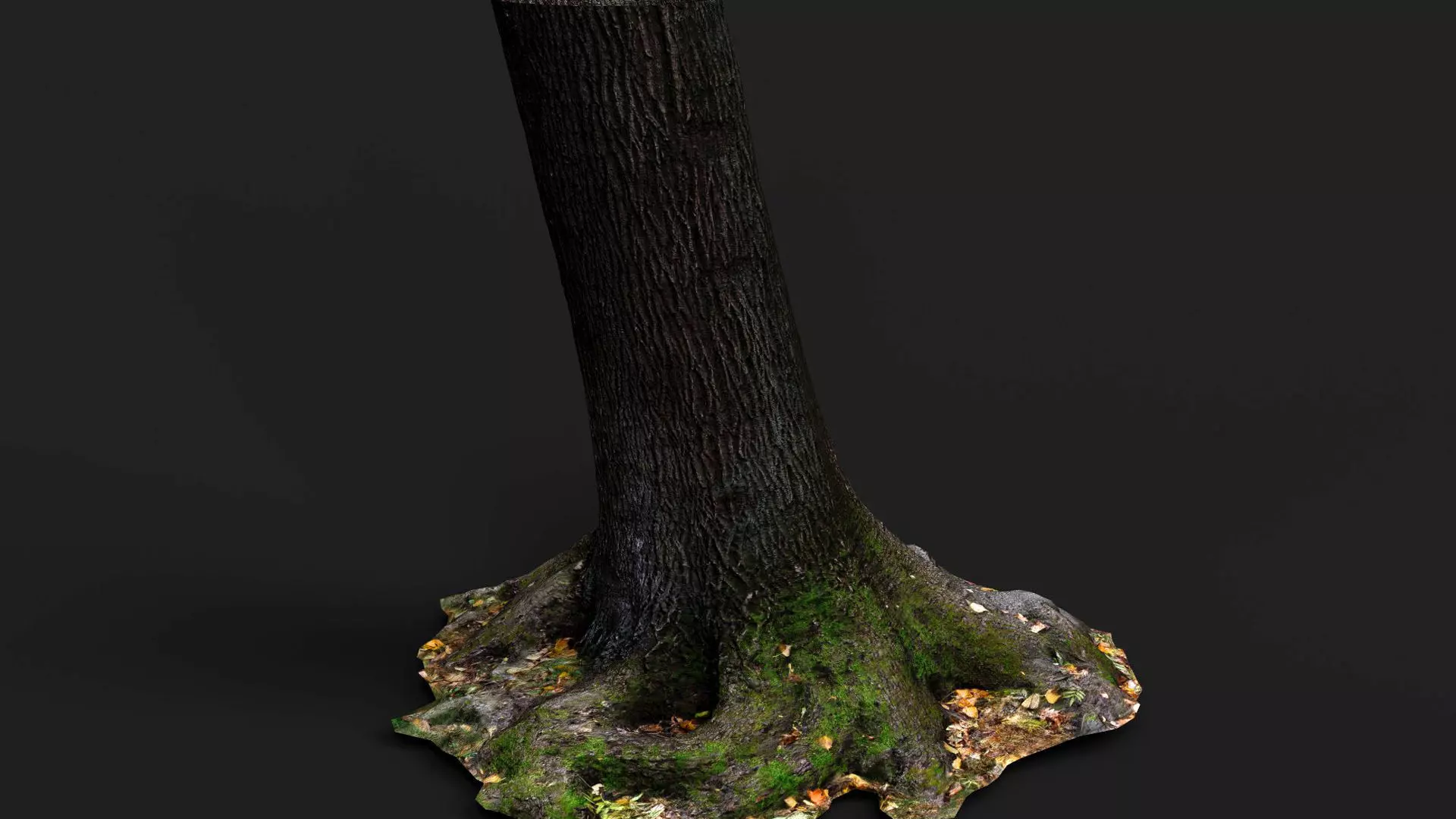 tree bark wide trunk part PBR photogrammetry Low-poly 3D model_4